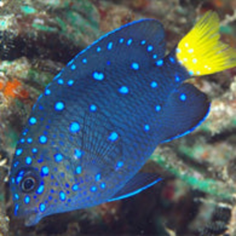 Jewel Damselfish