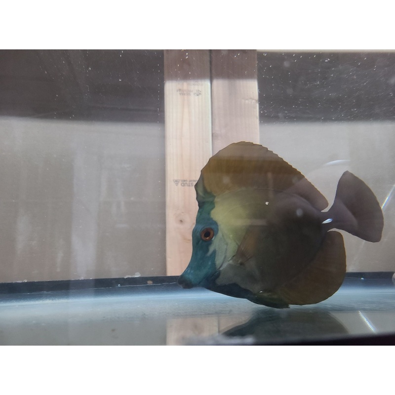 Koi Scopas Tang