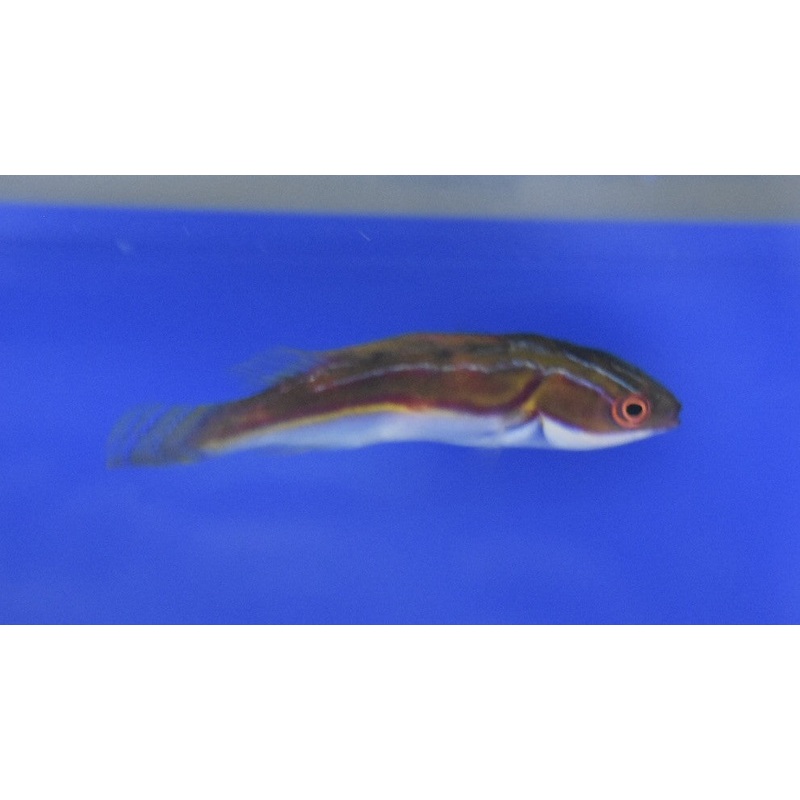 Laboute's Fairy Wrasse