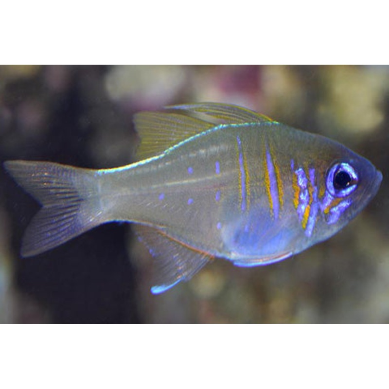 Longspine Cardinalfish