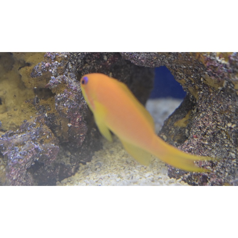 Lyretail Anthias
