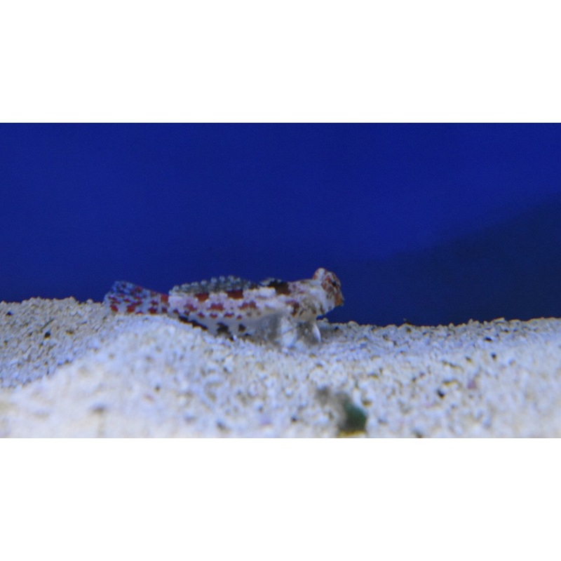 Marbled Dragonet