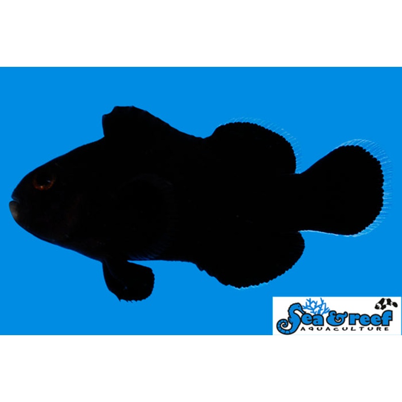 Midnight Clownfish