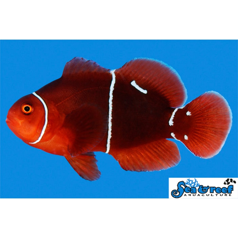 Morse Code Maroon Clownfish