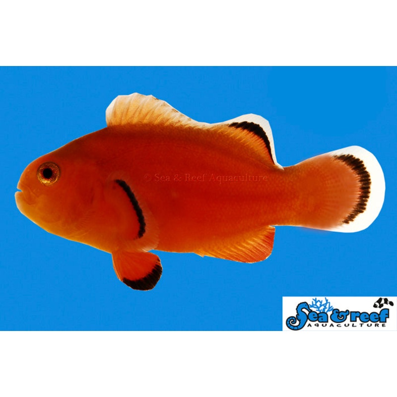 Naked Clownfish