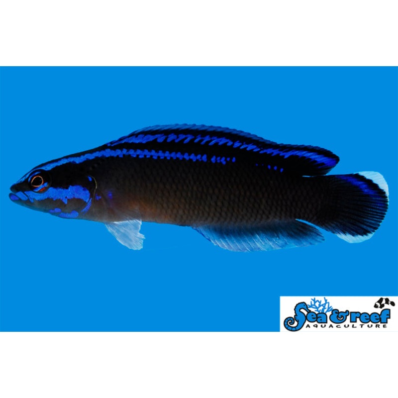 Neon Black Dottyback