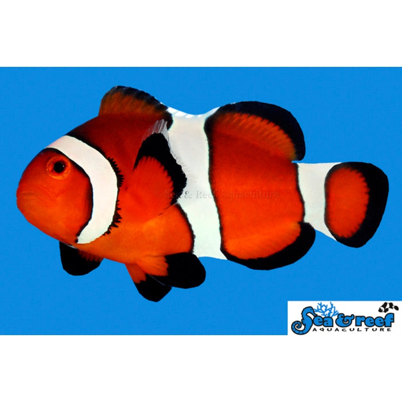 Ocellaris Clownfish