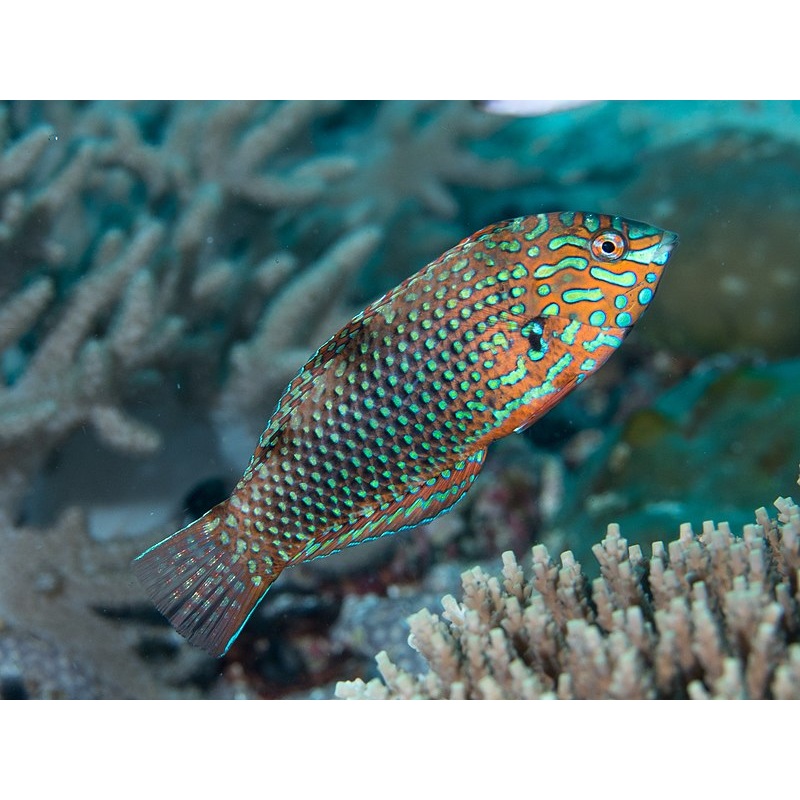 Ornate Leopard Wrasse