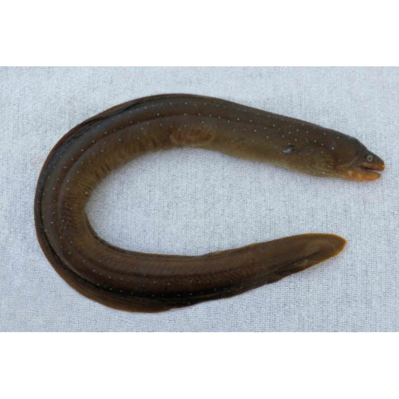 Palenose Moray Eel