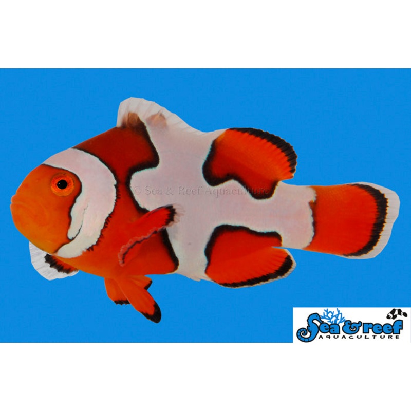 Premium Picasso Clownfish