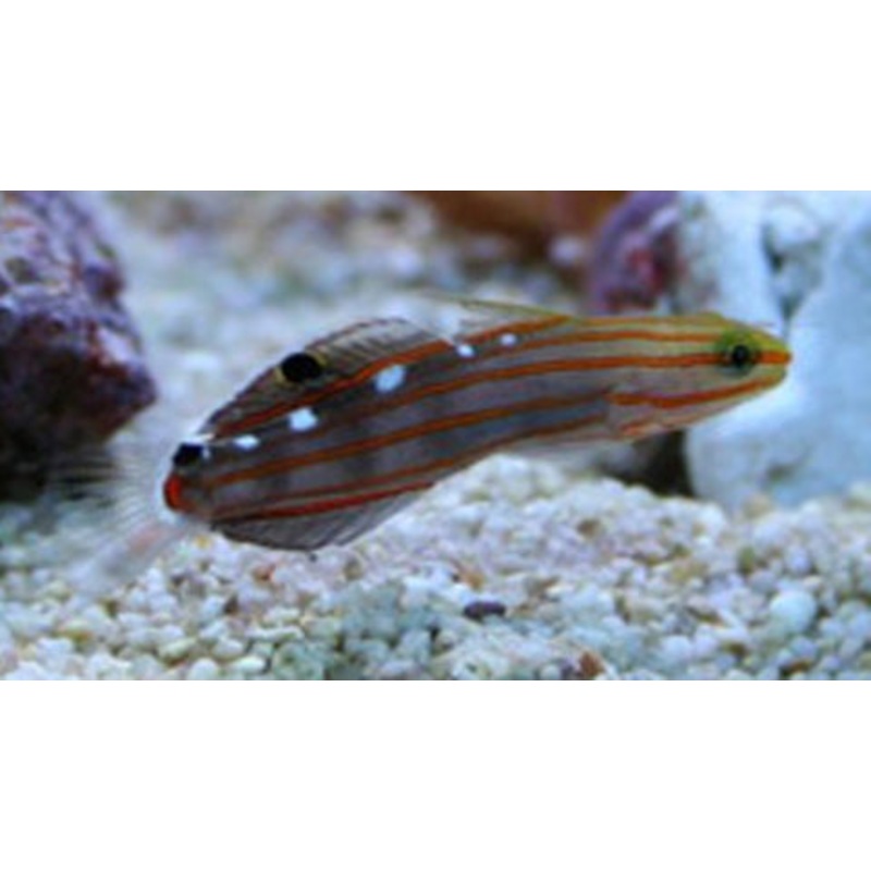 Rainfordi Goby