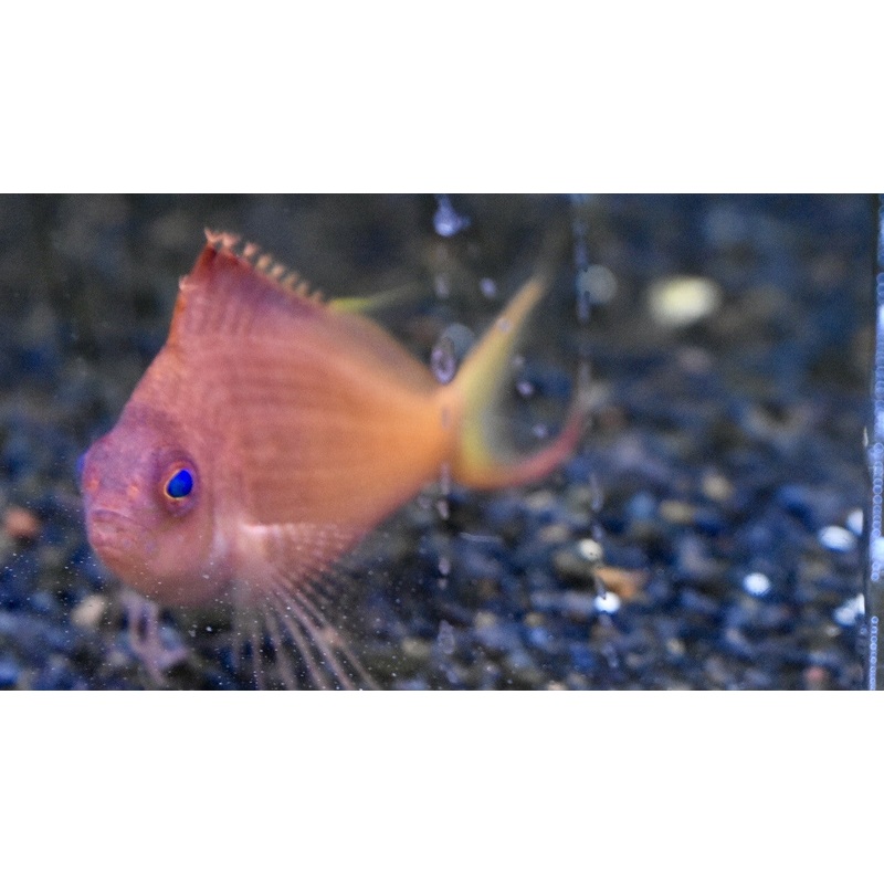 Red Hawkfish