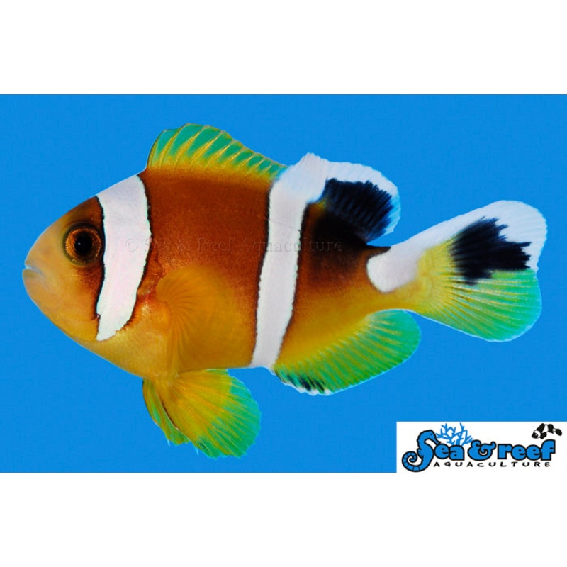 Red Sea Clownfish