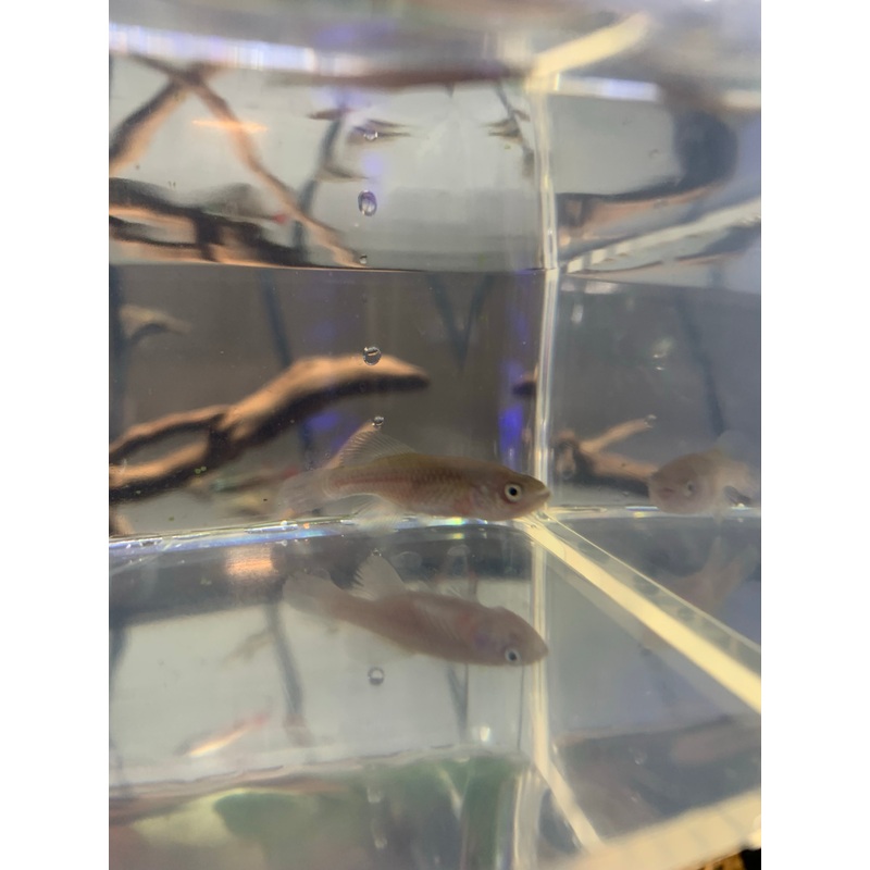 Redtail Notho