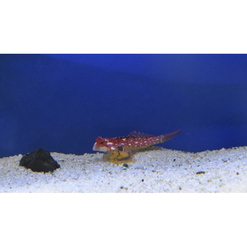Ruby Red Dragonet