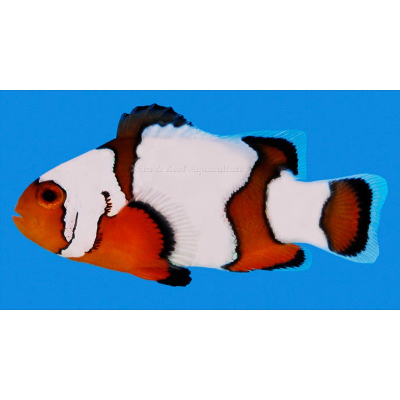 Snowflake Clownfish