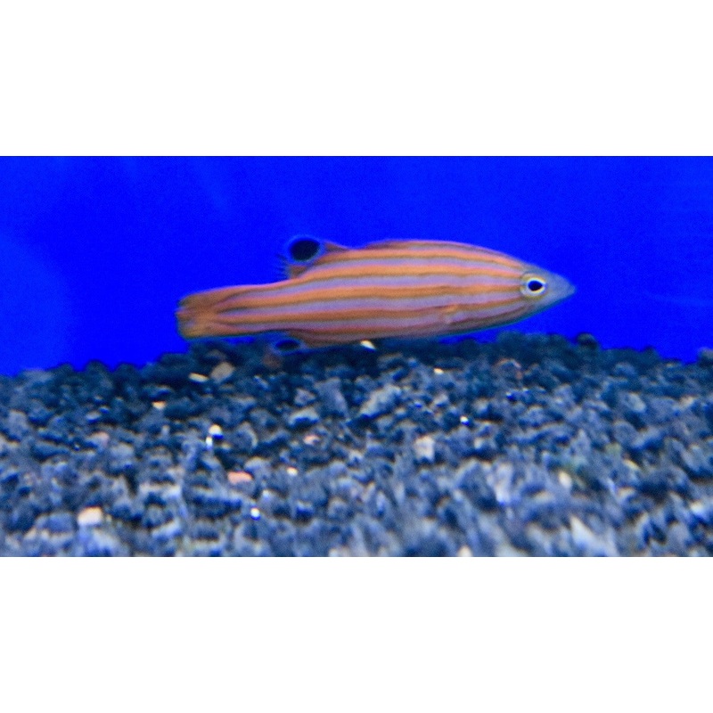 Swalesi Basslet