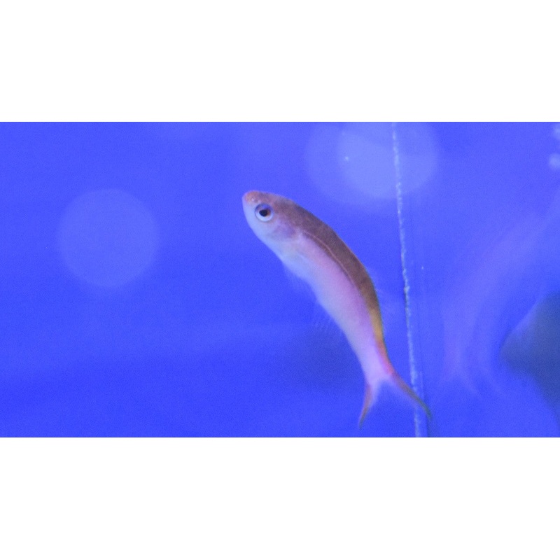 Waitei (Sherbert) Anthias