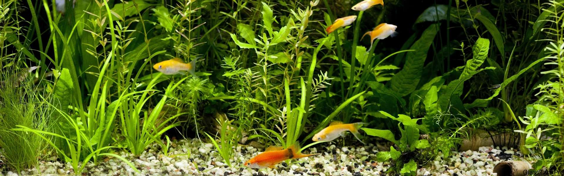 Glass Tank Pro